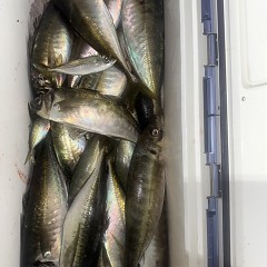 3月 29日（日）午後アジ釣りの写真その11