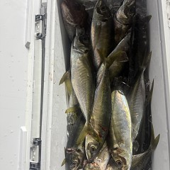 3月 29日（日）午後アジ釣りの写真その12