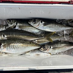 3月29日（日）午前便・アジ釣りの写真その7