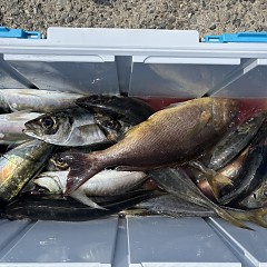 3月29日（日）午前便・アジ釣りの写真その9