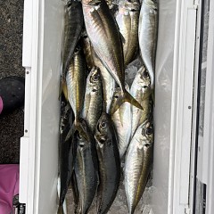 4月 1日（水）午後便・アジ釣りの写真その1