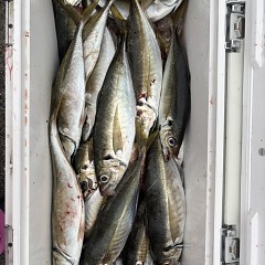 4月 1日（水）午後便・アジ釣りの写真その2