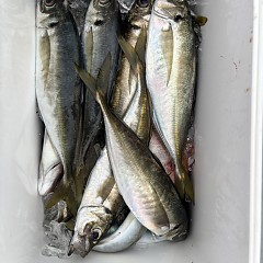 4月 1日（水）午後便・アジ釣りの写真その3