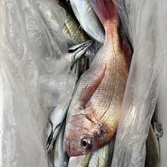 4月 1日（水）午後便・アジ釣りの写真その5