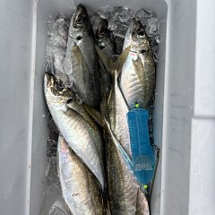 4月 1日（水）午後便・アジ釣りの写真その6