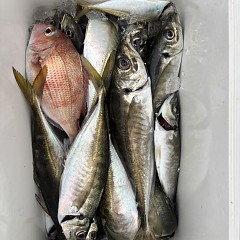 4月 1日（水）午後便・アジ釣りの写真その7