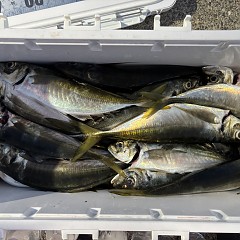 4月 3日（金）午前、午後・アジ釣りの写真その7