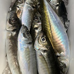 4月 3日（金）午前、午後・アジ釣りの写真その8