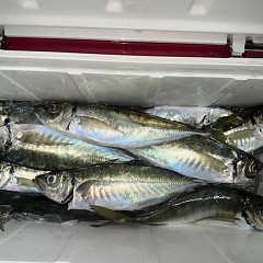 4月 3日（金）午前、午後・アジ釣りの写真その9