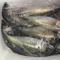 4月 3日（金）午前、午後・アジ釣りの写真その10