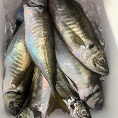 4月 3日（金）午前、午後・アジ釣りの写真その11