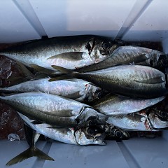 4月 3日（金）午前、午後・アジ釣りの写真その12