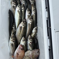 4月 4日（土）午前便・アジ釣りの写真その6