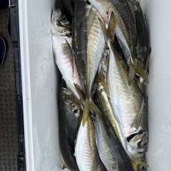 4月 4日（土）午前便・アジ釣りの写真その7