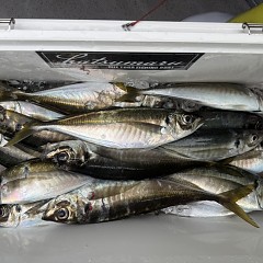 4月 4日（土）午前便・アジ釣りの写真その9