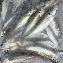 4月 4日（土）午前便・アジ釣りの写真その10