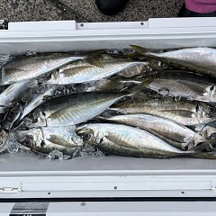 4月 4日（土）午前便・アジ釣りの写真その12