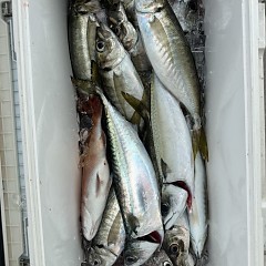 4月 5日（日）午前便・アジ釣りの写真その7