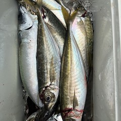 4月 5日（日）午前便・アジ釣りの写真その8