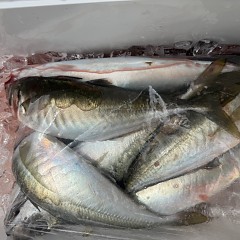 4月 5日（日）午前便・アジ釣りの写真その9