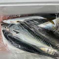 4月 5日（日）午前便・アジ釣りの写真その10
