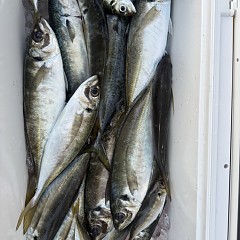 4月 5日（日）午後便・アジ釣りの写真その6