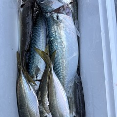 4月 5日（日）午後便・アジ釣りの写真その7