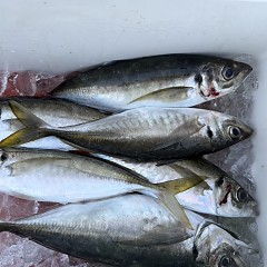 4月 5日（日）午後便・アジ釣りの写真その8
