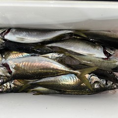 4月 5日（日）午後便・アジ釣りの写真その9