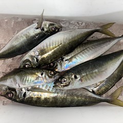 4月 5日（日）午後便・アジ釣りの写真その10