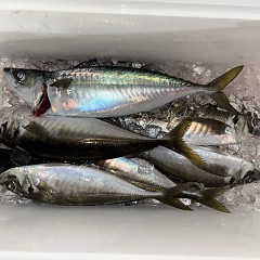 4月 5日（日）午後便・アジ釣りの写真その11