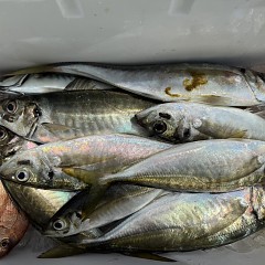 4月6日（月）午前便・アジ釣りの写真その6