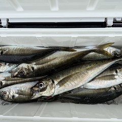 4月6日（月）午前便・アジ釣りの写真その7