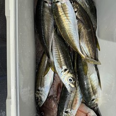 4月6日（月）午前便・アジ釣りの写真その8