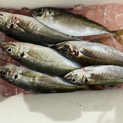 4月6日（月）午前便・アジ釣りの写真その9