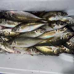 4月6日（月）午後便・アジ釣りの写真その6