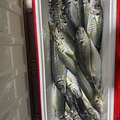 4月6日（月）午後便・アジ釣りの写真その7