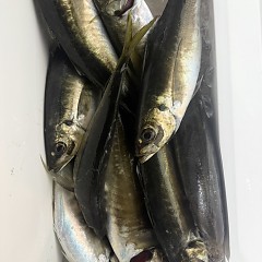 4月6日（月）午後便・アジ釣りの写真その9