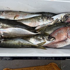 4月7日（火）午前便・アジ釣りの写真その5