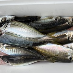 4月7日（火）午前便・アジ釣りの写真その6