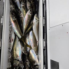4月8日（水）午後便・アジ釣りの写真その6