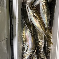 4月8日（水）午後便・アジ釣りの写真その7