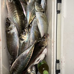 4月8日（水）午後便・アジ釣りの写真その8