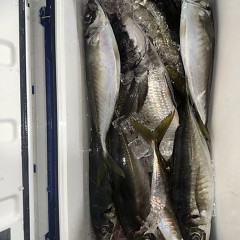 4月8日（水）午後便・アジ釣りの写真その9