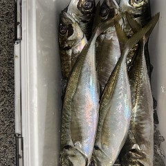 4月8日（水）午後便・アジ釣りの写真その10