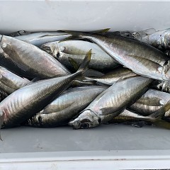 4月 9日（木）午後便・アジ釣りの写真その1
