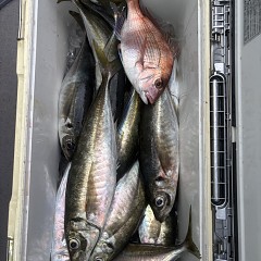 4月 9日（木）午後便・アジ釣りの写真その2