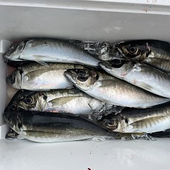 4月 9日（木）午後便・アジ釣りの写真その3