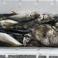 4月 9日（木）午後便・アジ釣りの写真その4
