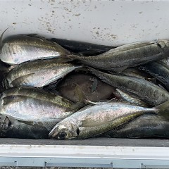 4月 9日（木）午後便・アジ釣りの写真その6